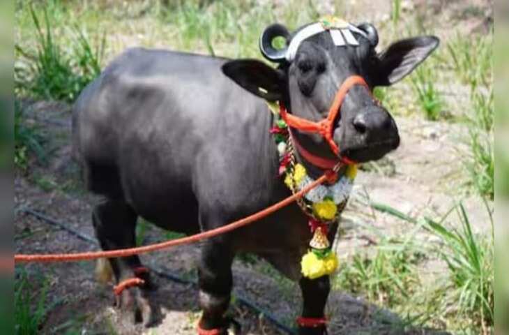 इन दिनों महाराष्ट्र के मालवाड़ी गांव की शांत गलियों में एक खास मेहमान सबका ध्यान खींच रहा है। राधा नाम की यह छोटी भैंस अब दुनिया की सबसे छोटी भैंस के तौर पर मशहूर हो गई है। लोग उसे देखने के लिए दूर-दूर से आ रहे हैं और गांव में खुशी का माहौल है।  राधा में क्या खास है?  राधा सिर्फ 2 फीट 8 इंच लंबी है। वह त्र्यंबक बोराटे के फार्म पर रहती है और मुर्रा हाइब्रिड भैंस है। जहां आम भैंसें 8 से 9 फीट लंबी होती हैं, वहीं राधा बहुत छोटी है।  13 से ज़्यादा एग्ज़िबिशन में हिस्सा लिया?  त्र्यंबक बोराटे के बेटे अनिकेत, जिन्होंने एग्रीकल्चर की पढ़ाई की है, राधा को एक फार्म शो में ले गए। राधा ने 21 दिसंबर को पहली बार किसी इवेंट में हिस्सा लिया और तब से अब तक 13 से ज़्यादा एग्ज़िबिशन में हिस्सा ले चुकी है। उसकी खूबसूरती और शांत स्वभाव ने लोगों का दिल जीत लिया है।  गिनीज़ वर्ल्ड रिकॉर्ड्स में नाम शामिल  मीडिया रिपोर्ट्स के मुताबिक, गिनीज़ वर्ल्ड रिकॉर्ड्स में नाम शामिल होने के बाद राधा का परिवार बहुत खुश है। अनिकेत का कहना है कि राधा अब इंटरनेशनल लेवल पर भारत का नाम रोशन करेगी और दुनिया भर के लोगों का दिल जीतेगी।  बड़े भैंसे 'किंग कांग' से तुलना  दुनिया के सबसे लंबे भैंसे की बात करें तो थाईलैंड का मशहूर भैंसा किंग कांग 6 फीट से ज़्यादा लंबा है। उससे करीब 4 फीट छोटा राधा भी कम पॉपुलर नहीं है।  राधा का डेली रूटीन क्या है?  राधा को खेतों में घूमना, हरी घास खाना और पानी में खेलना बहुत पसंद है। दूसरी भैंसों की तरह उसका नेचर भी शांत है, लेकिन उसका छोटा साइज़ उसे सबसे अलग बनाता है।