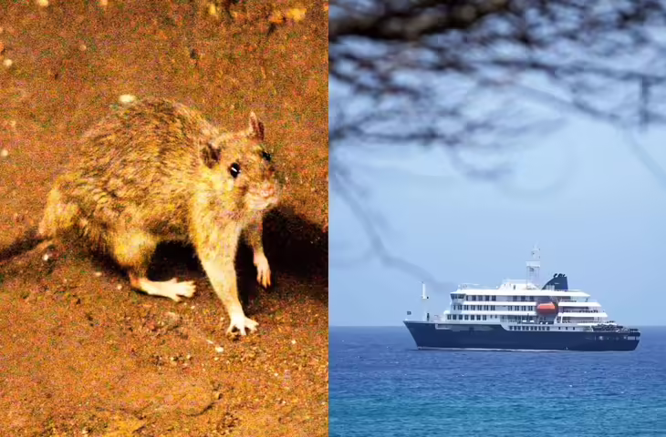 Hantavirus Alert: क्या हंतावायरस के चलते फ्लाइट्स पर लग सकता है बैन? ट्रैवल इंश्योरेंस से जुड़ी ये बातें जानना है जरूरी
