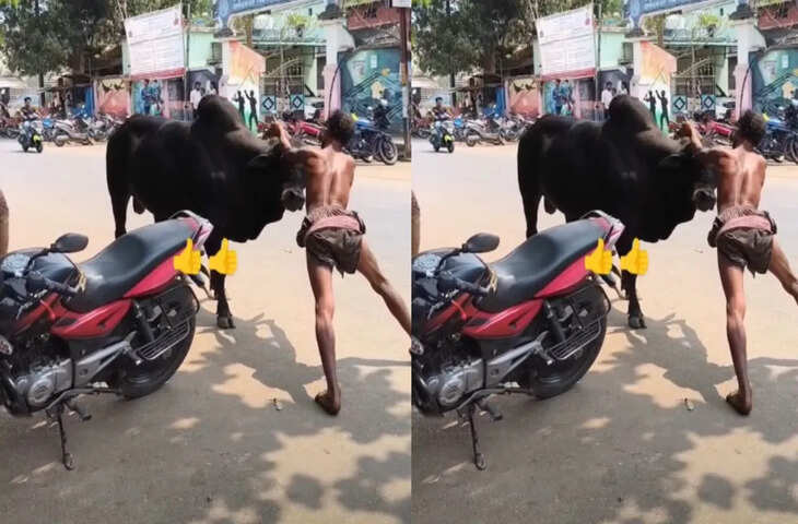 सड़क के बीच सांड के साथ खतरनाक स्टंट का वीडियो वायरल, देखकर दंग रह गए लोग