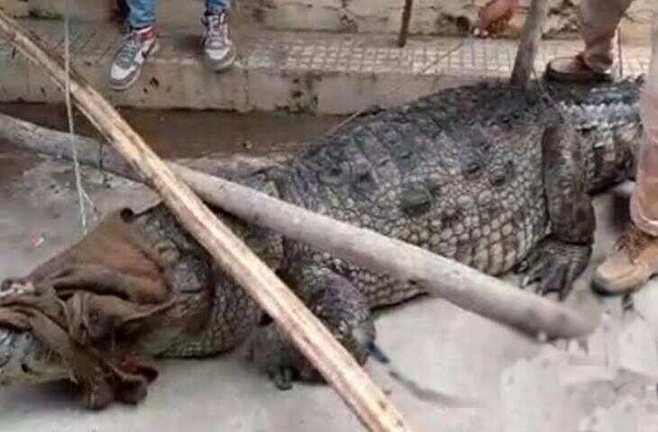 कोटा के बॉयज हॉस्टल में घुसा मगरमच्छ, मेस में खाना बना रहे कुक ने भागकर बचाई जान; CCTV में कैद हुई पूरी घटना