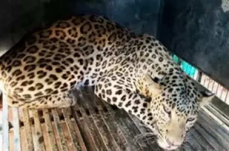 Injured leopard को इलाज के लिए इटावा सफारी भेजा गया