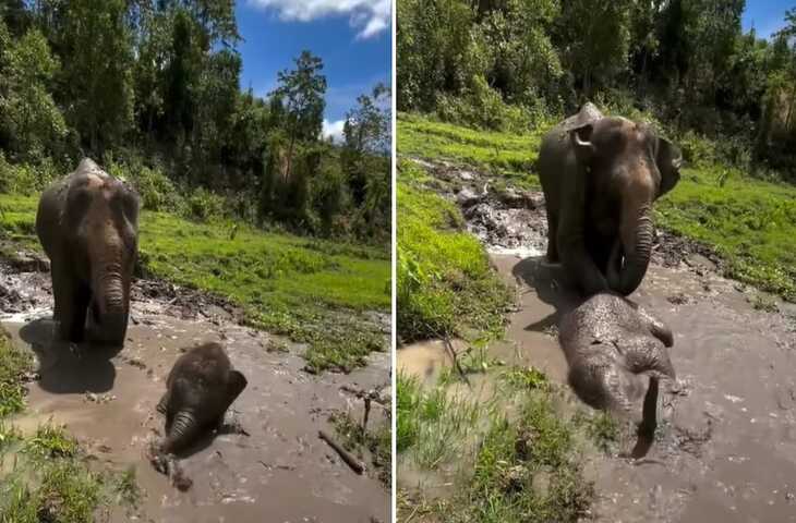 Viral Video: कीचड़ में मस्ती करता नन्हा हाथी हुआ वायरल,&nbsp;मां के व्यवहार ने लोगों को कर दिया इमोशनल