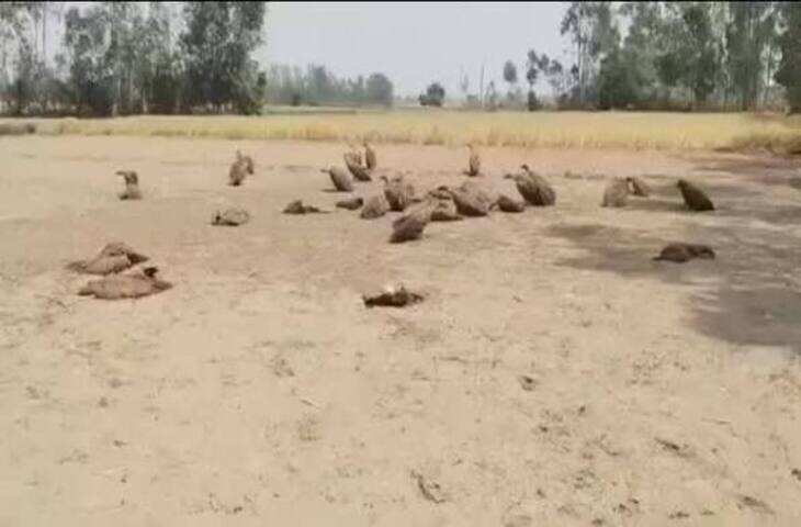 Video: गाय को बचाने के लिए कुत्तों के खाने में मिलाया जहर, फिर जो हुआ देखकर दंग रह गए लोग