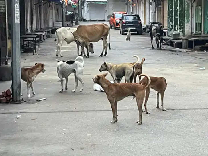 Udaipur देवगढ़ नगर में कुत्तों का आतंक, पकड़ने की मांग