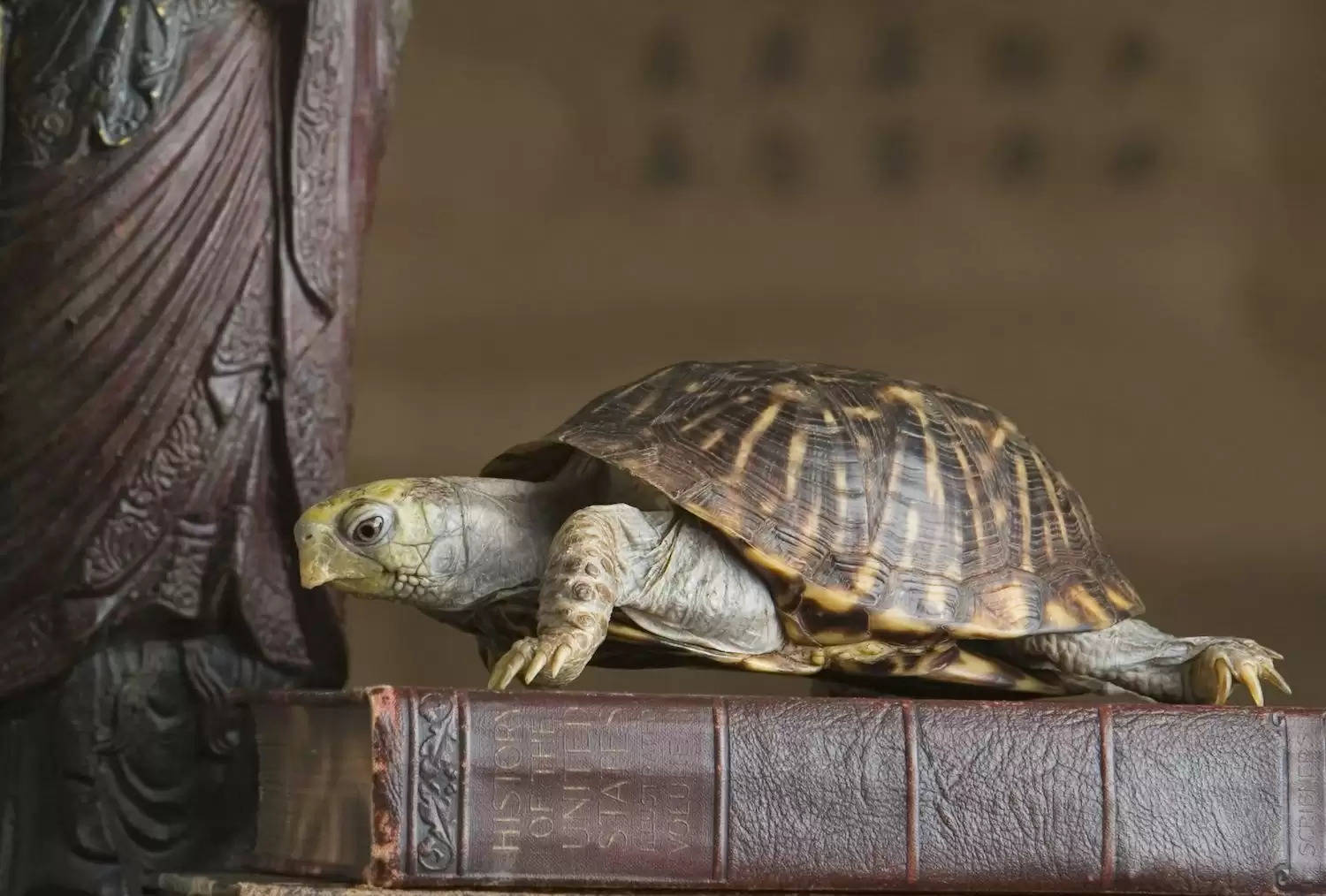 Best fengshui and vastu tips of tortoise 