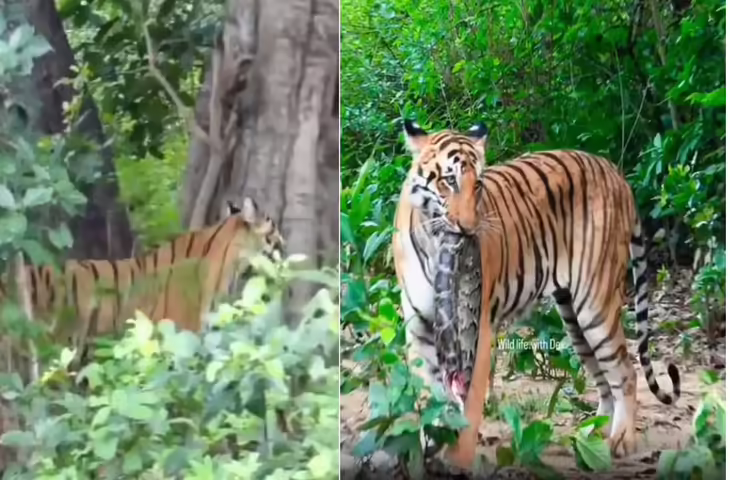 Viral Video: कॉर्बेट में बाघ ने अजगर का किया शिकार, पर्यटकों के सामने मुंह में दबाकर ले गया, देखकर रह जाएंगे दंग