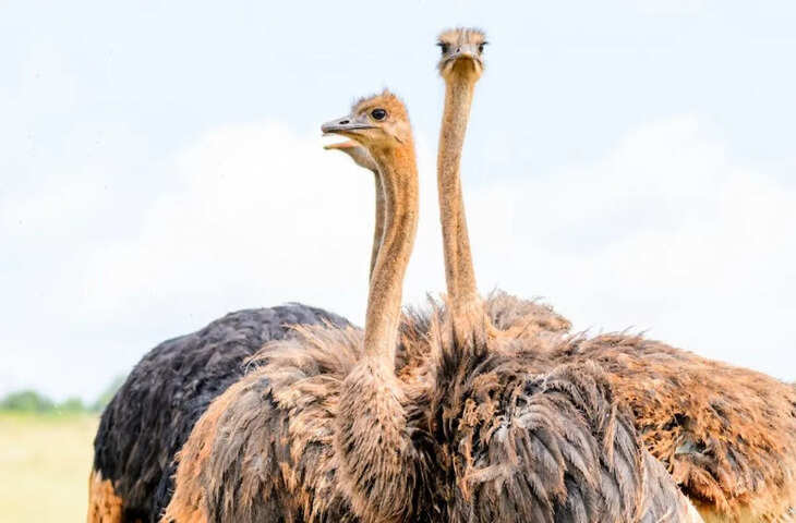 शुतुरमुर्ग का अनोखा पाचन तंत्र, बिना दांत के भी &ldquo;पत्थरों&rdquo; से करता है भोजन पाचन