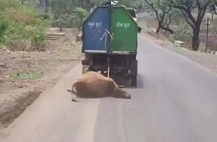 मध्य प्रदेश से सामने आया चौंकाने वाला VIDEO, कचरा गाड़ी से मृत गाय घसीटने पर मचा बवाल&nbsp;