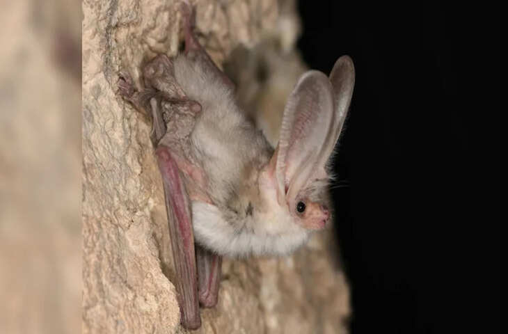 50 साल बाद सामने आई Turkestan Long-Eared Bat, वैज्ञानिकों के लिए बड़ा रहस्य और उत्साह