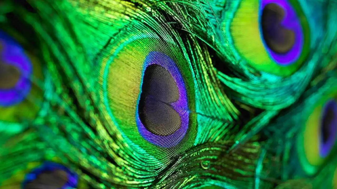 vastu tips for peacock feathers