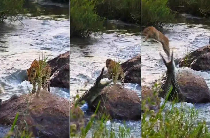 मगरमच्छ के जबड़ों से ऐसे बचा तेंदुआ! हवा में उड़ती छलांग का वीडियो देखकर लोग बोले- 'ये तो सुपरमैन है'