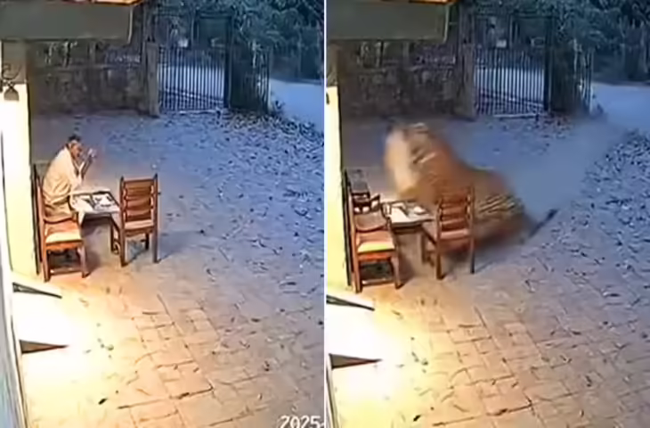 जंगल से भागता हुआ आया टाइगर और गार्ड पर कर दिया अटैक? जब वायरल हुआ वीडियो तो पूर्व IFS ने देखते ही बता दिया सच