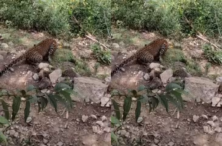 जंगल के सबसे खूंखार शिकारी तेंदुए की ऐसी हालत देख हैरान हुए लोग, मिर्गी के दौरे का VIDEO वायरल