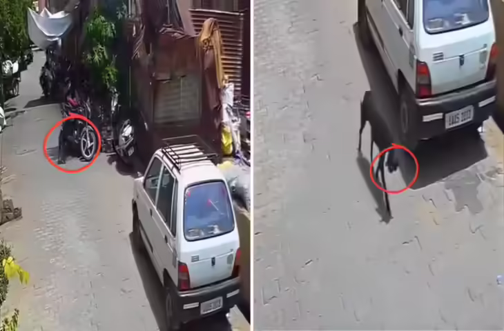 बिजनौर में &lsquo;चोर&rsquo; बना कुत्ता! 1 लाख रुपये लेकर भागा, CCTV वीडियो वायरल होने पर लोगों ने लिए मजे