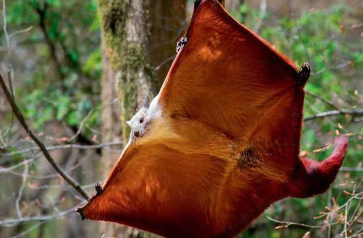 में उड़ने वाली गिलहरी और भारतीय विशाल गिलहरी का शिकार करने के मामले में वन विभाग की एंटी पोचिंग टीम ने पांच शिकारियों को पकड़ा