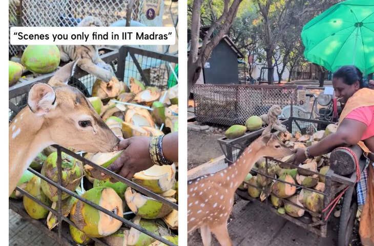 Video: नारियलवाली अम्मा का IIT मद्रास में दिल जीतने वाला सीन, प्यासे हिरण के लिए उनका प्यार देख भर आएंगी आँखें&nbsp;