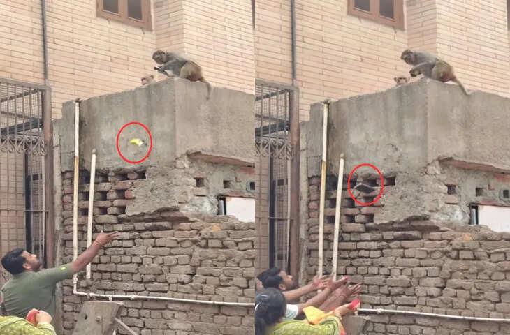 वायरल वीडियो ने दिखाया बंदर की समझदारी, देखकर लोग बोले&mdash;इंसानों से कम नहीं!