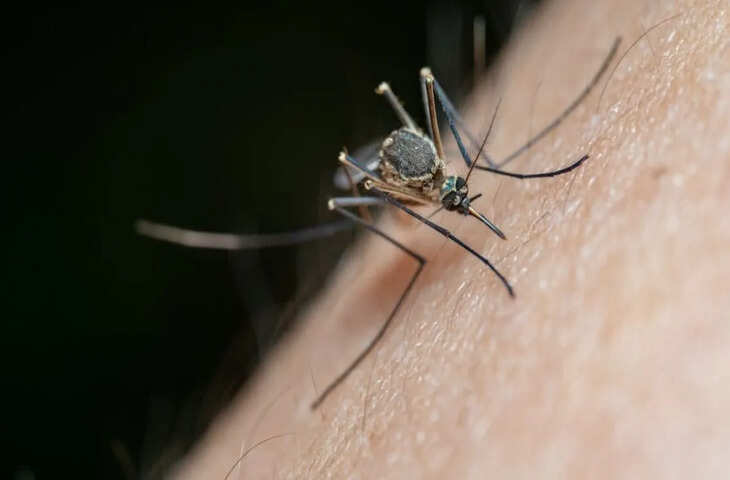 हर मच्छर नहीं काटता! जानिए क्यों सिर्फ मादा मच्छर ही चूसती है खून