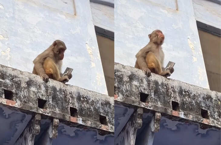 Video: मोबाइल लेकर फरार हुआ &lsquo;मोंकेश भाई, फिर &lsquo;इस हाथ दे उस हाथ ले&rsquo; वाली डील कर लौटा मोबाइल; वीडियो वायरल
