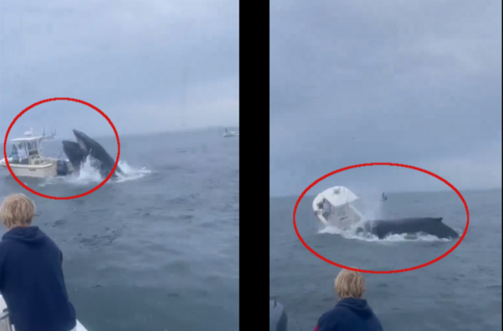 बीच समुद्र विशालकाय व्हेल ने कर दिया नाव पर हमला, फिर जो हुआ देखकर कांप जाएगा कलेजा