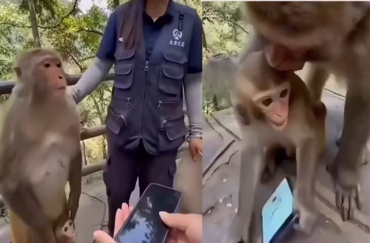 Viral Video: बंदर के बच्चे ने छीना मोबाइल, मां ने समझाया तो तुरंत लौटा दिया फोन; इंटरनेट पर छाया वीडियो​​​​​​​