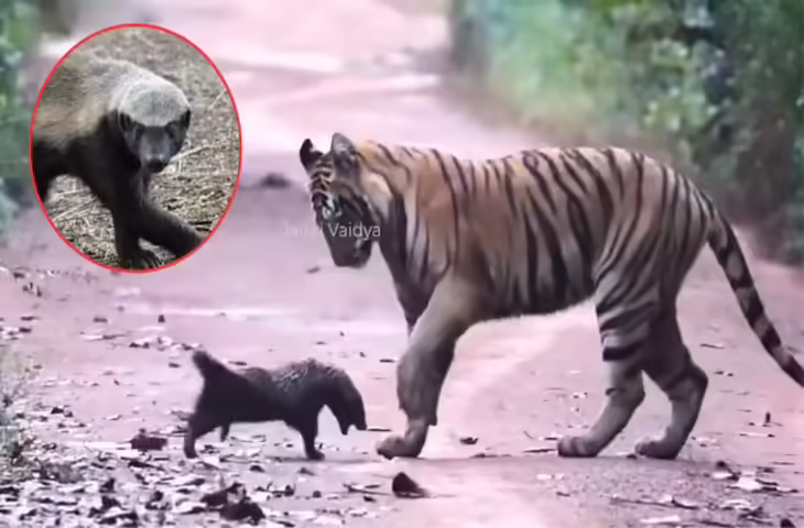 टाइगर को देखकर भी नहीं बदला रास्ता, ताकत छोड़िए... हिम्मत ऐसी कि 2 बाघों के सामने 'दबंग' बनकर डटा रहा हनी बेजर