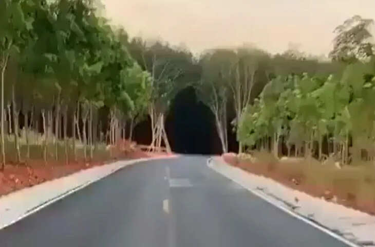 थाईलैंड का ऑप्टिकल इल्यूजन जंगल, सोशल मीडिया पर वायरल वीडियो ने चौंकाया