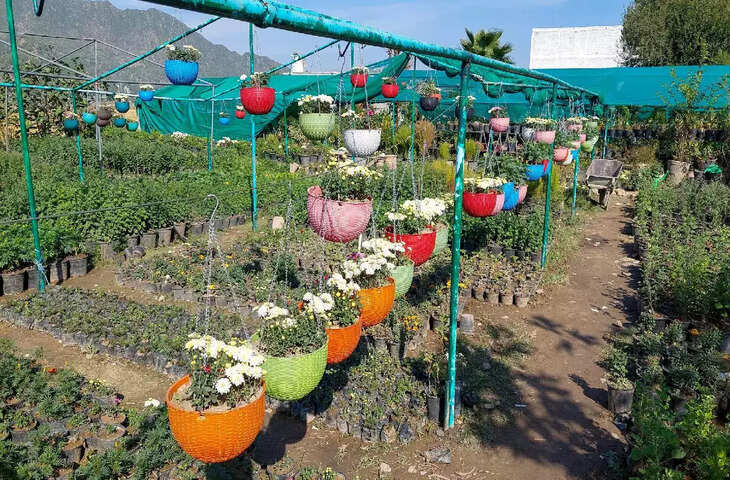 अगर आपको भी हैं पेड़ लगाने को शौक तो आप भी पा सकते हैं लाखों की नौकरी, जानिए कहां पर है ऐसा अनोखा कानून