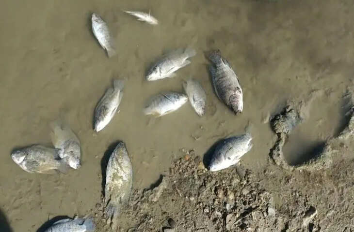एशिया की सबसे बड़ी सांभर झील के किनारे हजारों मछलियों की रहस्यमय मौत, प्रशासन में मचा हड़कंप
