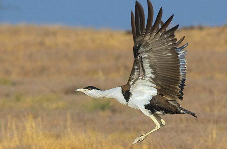 गोडावण संरक्षण में बड़ी सफलता, जैसलमेर में 3 नए चूजों का जन्म; वीडियो में जाने संख्या बढ़कर 94 पहुंची