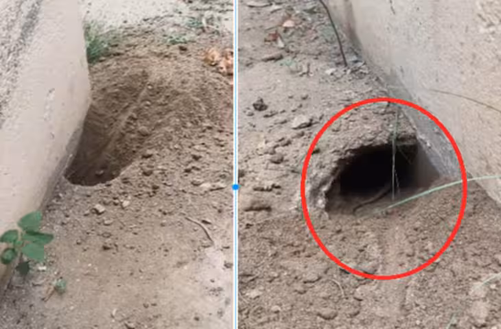 घर की दीवार में हुआ बड़ा छेद, अंदर दिखी विशाल पूंछ... मिट्टी हटाते ही सामने आया खौफनाक सच