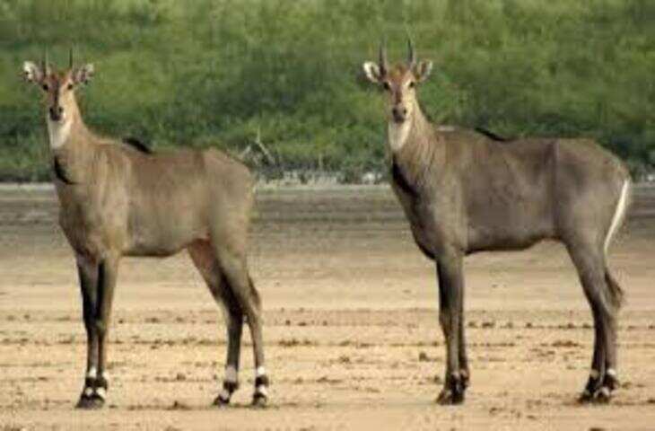 न तो नीली, न ही गाय&hellip; फिर क्यों कहा जाता है &lsquo;नीलगाय&rsquo;? जानिए हैरान कर देने वाली सच्चाई