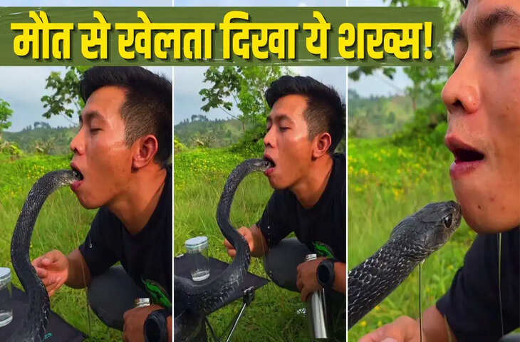 King Cobra Drinking Water Viral Video: पानी पीते दिखा किंग कोबरा, खतरनाक स्टंट देखकर दहशत में लोग