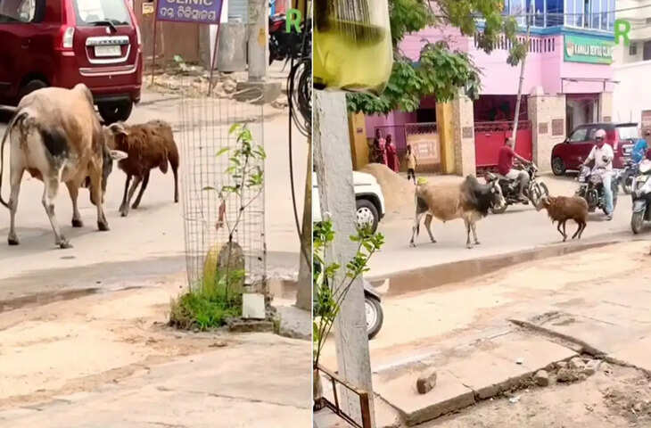 Viral Video: 40 किलो की भेड़ बन गई रोड का हीरो, 400 किलो के सांड को याद दिला&nbsp; दी नानी&nbsp;