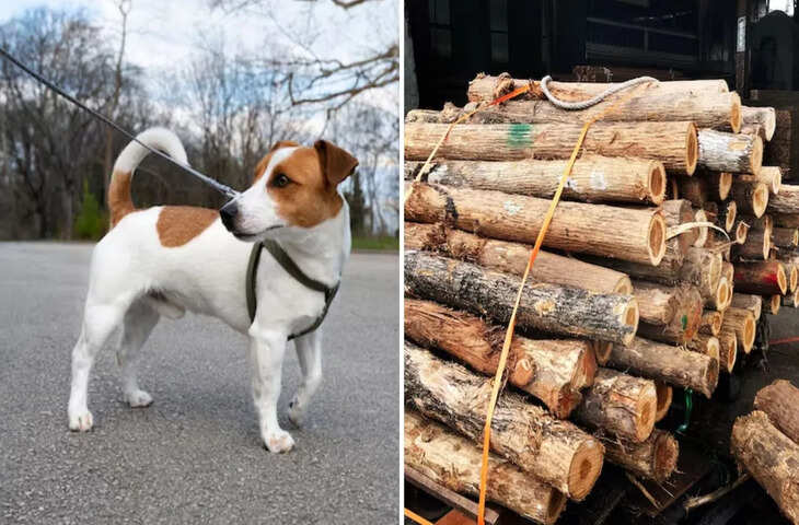 कुत्ता बाहर बांधने, सूर्यास्त के बाद लकड़ी बेचने… हरियाणा में 164 गुनाहों पर अब नहीं होगी जेल, लगेगा 1 लाख तक जुर्माना