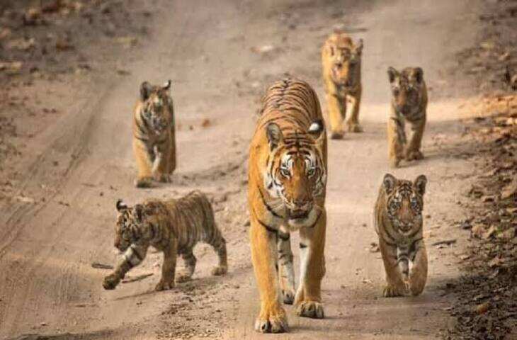 रणथंभौर के मशहूर बाघ T-25 की कहानी: 2007 में हुआ जन्म, वीडियो में जाने बाघिन T-22 और नर बाघ T-20 का था शावक