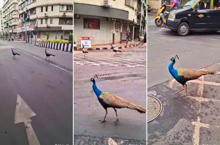 VIDEO: बारिश की पहली फुहार और सड़कों पर उतर आए मोरों के झुंड, मुंबई का मनमोहक नजारा हुआ वायरल