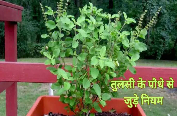 तुलसी से जुड़ी ये 1 बड़ी गलती कर सकती है आपका घर अशुभ, आज ही अपनाएं ये आसान वास्तु उपाय