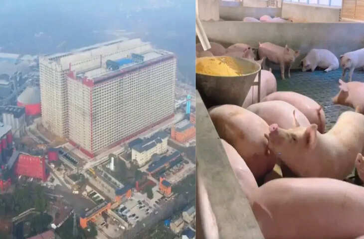 चीन में 26 मंजिला गगनचुंबी इमारत में है दुनिया का सबसे बड़ा सूअर फार्म, 12 लाख सूअरों की व्यवस्था