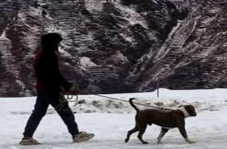 चंबा में दो युवकों की दर्दनाक मौत, पालतू कुत्ते की 4 दिन तक निभाई गई वफादारी ने भावुक किया