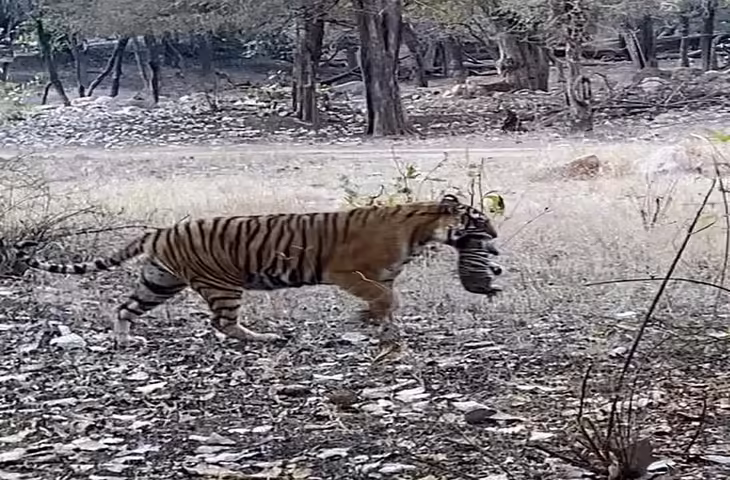 रणथंभौर टाइगर रिजर्व, एक्सक्लूसिव वीडियो में देंखे RBT-2511 के क्षेत्र में आने से बदल रही बाघों की आवाजाही