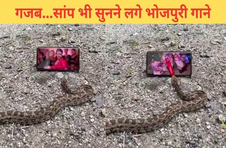 सांप पर चढ़ा भोजपुरी गाने का खुमार, यकीन न हो तो खुद देख लें ये VIDEO