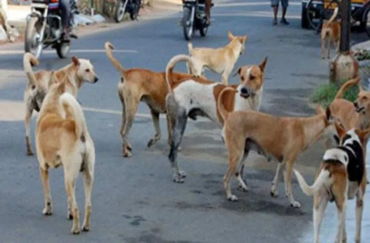 देहरादून नगर निगम कुत्तों पर नज़र रखने के लिए ड्रोन का इस्तेमाल करेगा। यह सिर्फ़ सफ़ाई के लिए ही नहीं, बल्कि जानवरों को कंट्रोल करने और लोगों की सुरक्षा के लिए भी किया जाएगा। निगम शहर की मुख्य सड़कों, पब्लिक जगहों और सेंसिटिव इलाकों में आवारा कुत्तों और साफ़-सफ़ाई के नियमों के उल्लंघन पर नज़र रखने के लिए ड्रोन का इस्तेमाल करेगा। इन इलाकों में कुल 15 ड्रोन कैमरे लगाए जाएँगे।  लगभग एक महीने पहले, निगम ने अलग-अलग वार्डों में कचरा फेंकने पर नज़र रखने के लिए ड्रोन का इस्तेमाल शुरू किया था। खुले में कचरा दिखने पर, निगम तुरंत सफ़ाई कर्मचारियों को भेजता है और नियम तोड़ने वालों पर जुर्माना लगाता है। इस पहल की सफलता के बाद, निगम ने अब ड्रोन मॉनिटरिंग को अपने जानवरों के डॉक्टर और जानवरों के कंट्रोल डिपार्टमेंट के साथ जोड़ दिया है।  आवारा कुत्तों और मीट की दुकानों पर फ़ोकस इस नए सिस्टम के तहत, ड्रोन आस-पड़ोस में आवारा कुत्तों के झुंड और गुस्सैल कुत्तों पर नज़र रखने में मदद करेंगे। ऐसी स्थितियों से निपटने के लिए तुरंत टीमें भेजी जाएँगी। तय खाने की जगहों के बाहर आवारा कुत्तों को खाना खिलाने वालों के ख़िलाफ़ भी सख़्त कार्रवाई की जाएगी।  मीट की दुकानों पर भी सतर्कता बढ़ा दी गई है। आम कचरे के साथ मीट का कचरा फेंकने वाले दुकानदारों के ख़िलाफ़ कार्रवाई की जा रही है। यह कचरा आवारा कुत्तों को आकर्षित करता है और साफ़-सफ़ाई की समस्या भी पैदा करता है।  ड्रोन अलर्ट के बाद कार्रवाई बुधवार सुबह, ड्रोन से मिली जानकारी के आधार पर, वेटेरिनरी डिपार्टमेंट ने क्लेमेंट टाउन के सुभाष नगर में एक मीट शॉप की जाँच की। सीनियर वेटेरिनरी ऑफिसर डॉ. वरुण अग्रवाल ने कन्फर्म किया कि हाजी मकबूल मीट शॉप के खिलाफ़ खुलेआम मीट दिखाने और दुकान के बाहर मुर्गियों के पिंजरे रखने के लिए चालान काटा गया है।  नगर निगम के अधिकारियों ने ज़ोर देकर कहा कि सफ़ाई, जानवरों पर कंट्रोल और पब्लिक हेल्थ से जुड़े नियमों का उल्लंघन करने वालों के खिलाफ़ सख़्त कार्रवाई जारी रहेगी। मेयर सौरभ थपलियाल ने शहर में अनुशासन बनाए रखने के लिए टीमों को दोषियों के खिलाफ़ सख़्त कार्रवाई करने का निर्देश दिया है।  इस पहल का मकसद क्या है?  अधिकारियों का मानना ​​है कि यह पहल सफ़ाई और पब्लिक सेफ्टी दोनों के लिए ज़रूरी है। आवारा कुत्तों के झुंड और कचरे का गलत तरीके से निपटारा देहरादून में लंबे समय से समस्या रही है। देहरादून का ड्रोन सर्विलांस सिस्टम अब एक मल्टी-पर्पस टूल बन गया है जो कचरा डंपिंग रोकने, आवारा कुत्तों को कंट्रोल करने और मीट की दुकानों पर नियमों के उल्लंघन से निपटने में मदद करेगा।