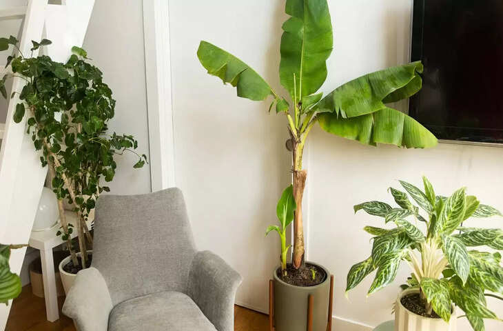 vastu tips for banana tree at home 