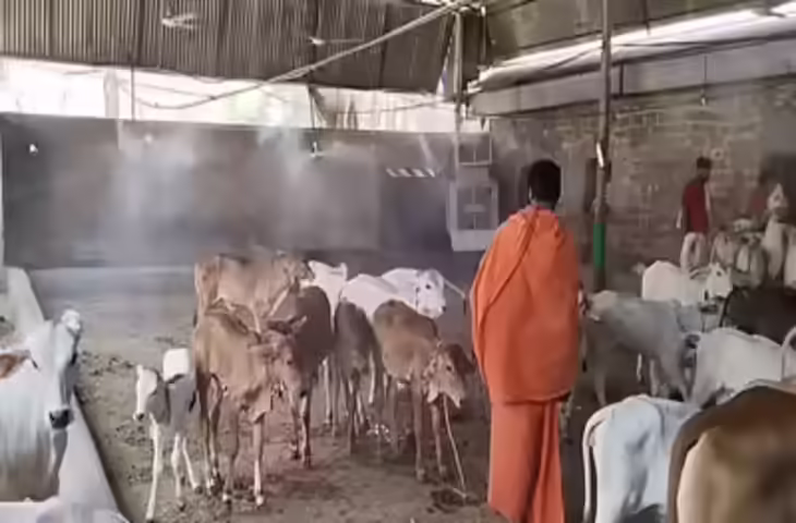 राजस्थान में भीषण गर्मी का कहर, वीडियो में देखें जयपुर में गायों के लिए लगाए फव्वारे, कोटा-चित्तौड़गढ़ में रातें भी गर्म