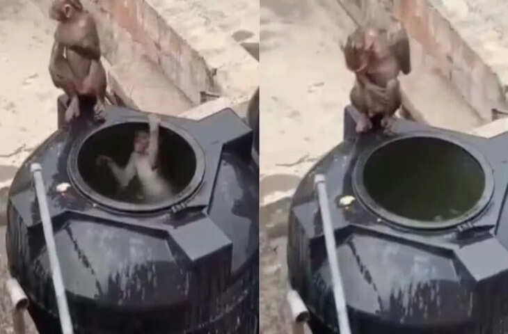 भीषण गर्मी में बंदरों का &lsquo;जुगाड़&rsquo;, पानी की टंकी को बनाया स्विमिंग पूल, वीडियो वायरल