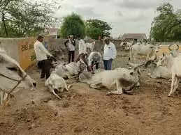 jodhpur प्रदेश की 2 लाख गायों में खतरनाक लंपी इंफेक्शन