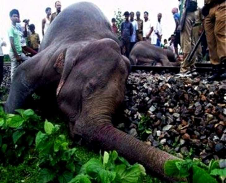दो प्रतिशत की आबादी के साथ West Bengal में होती है हाथियों की सबसे अधिक मौत