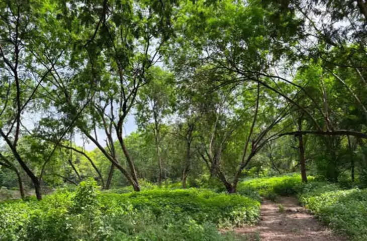 अंडरग्राउंड मेट्रो स्टेशन के लिए 160 पेड़ काटने पर हाई कोर्ट की सख्ती, कहा- सभी पेड़ एक साथ न काटें