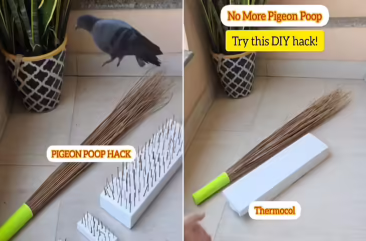 कबूतरों से परेशान अपार्टमेंट वासियों के लिए आसान हैक वायरल, सीक की झाड़ू और थर्माकोल से मिलेगा समाधान